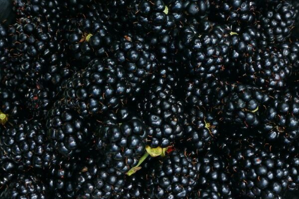 Blackberry