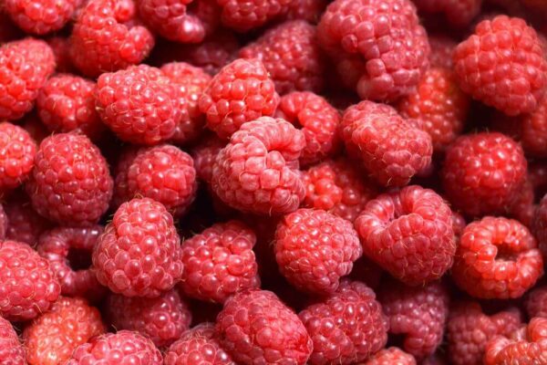 Premium Raspberry