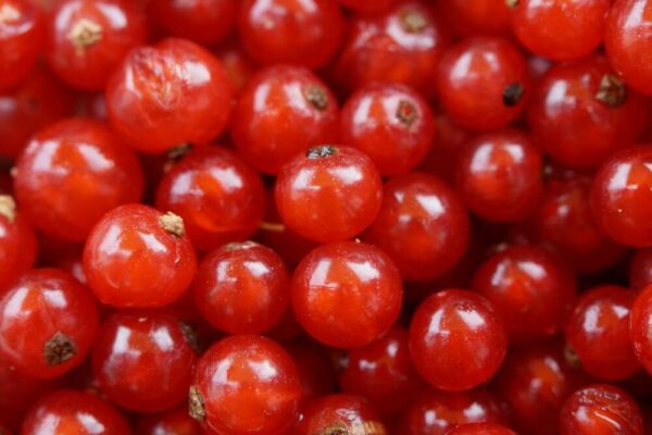 Redcurrant