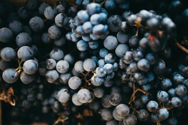 Italian Grapes